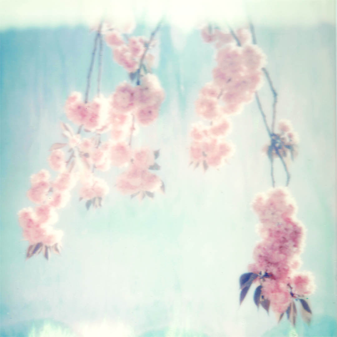Tirage Polaroid - Cerisiers