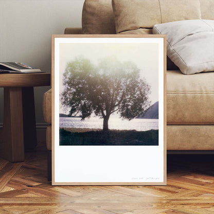 Décoration intérieur tirage Polaroid arbre grèce patmos