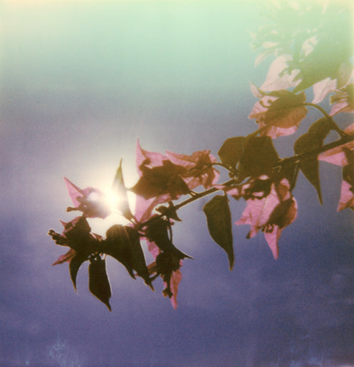Tirage photo Polaroid fleurs arbre
