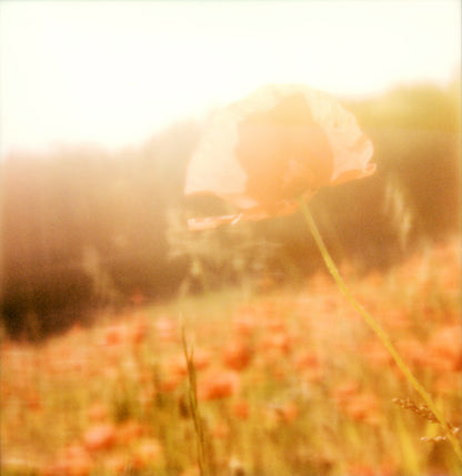 Polaroid coquelicot giverny