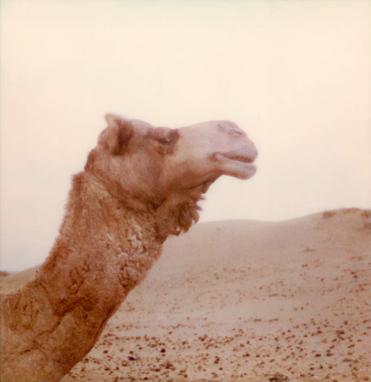 Polaroid chameau Inde désert