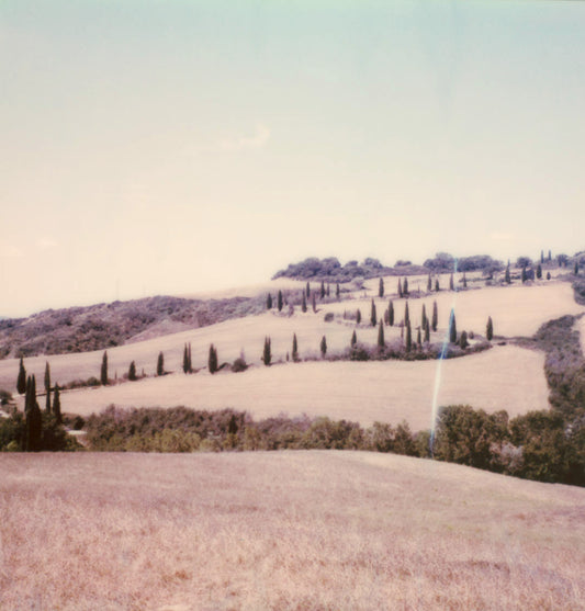 Polaroid Toscane cyprès