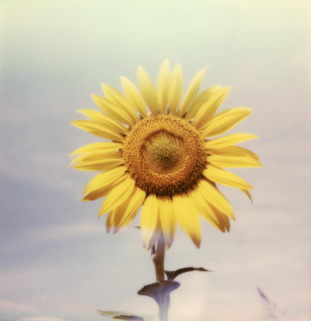 Polaroid tournesol fleur soleil tirage impression photo