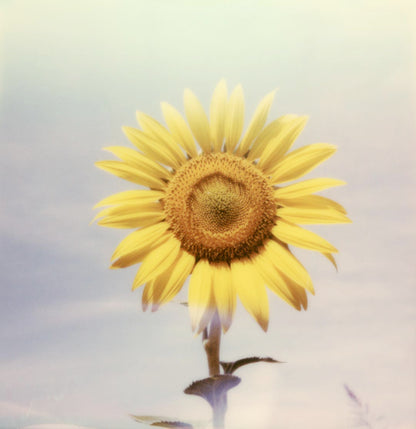 Polaroid tournesol fleur soleil tirage impression photo