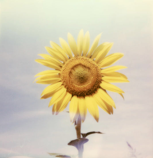 Polaroid tournesol fleur soleil tirage impression photo