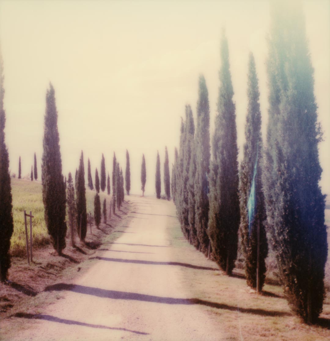 Polaroid cyprès Toscane Italie