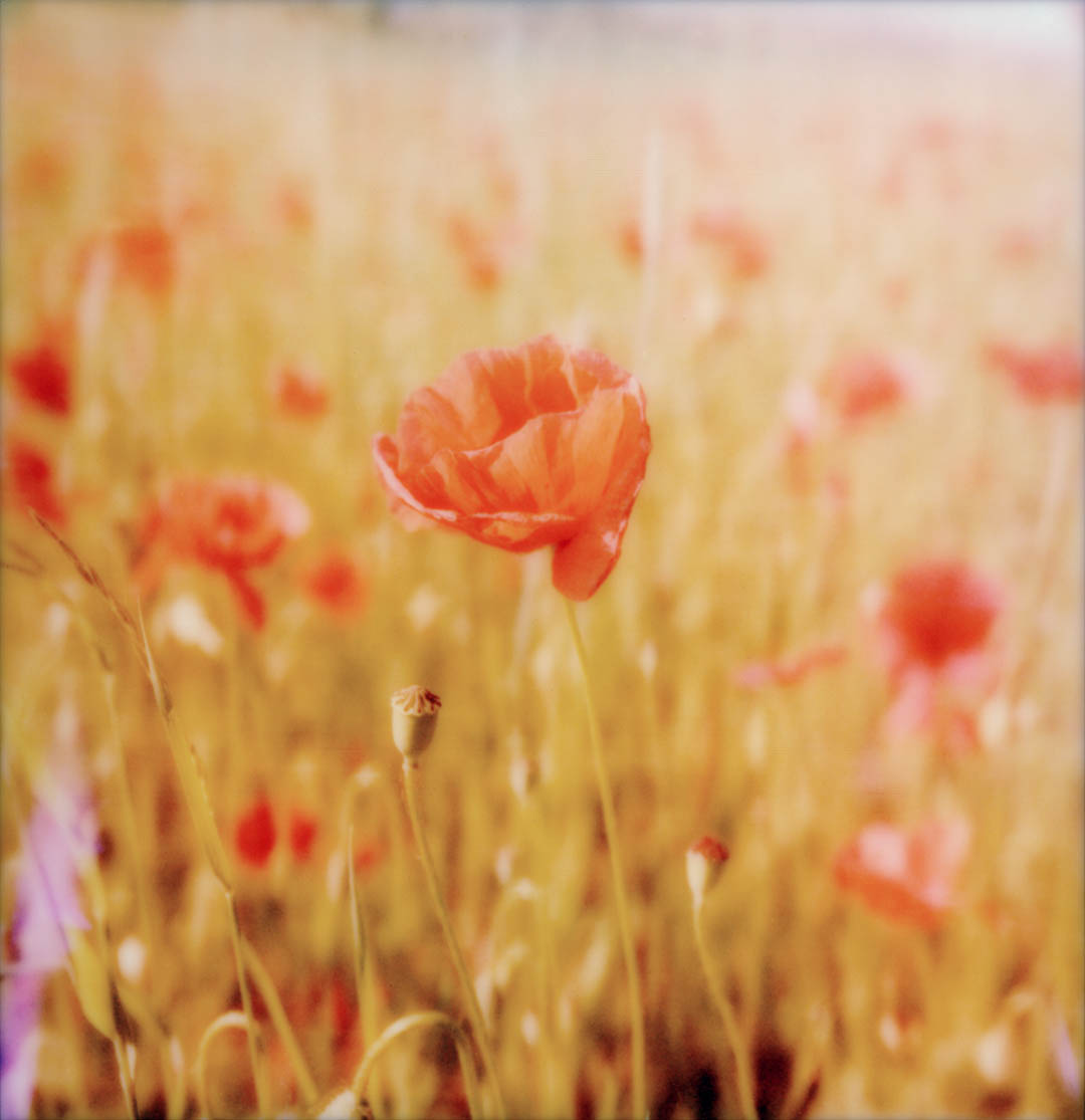 Polaroid Coquelicot 