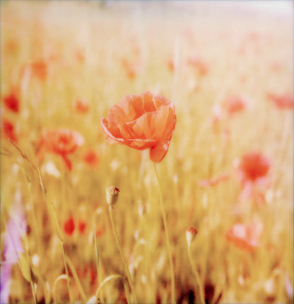 Polaroid Coquelicot 
