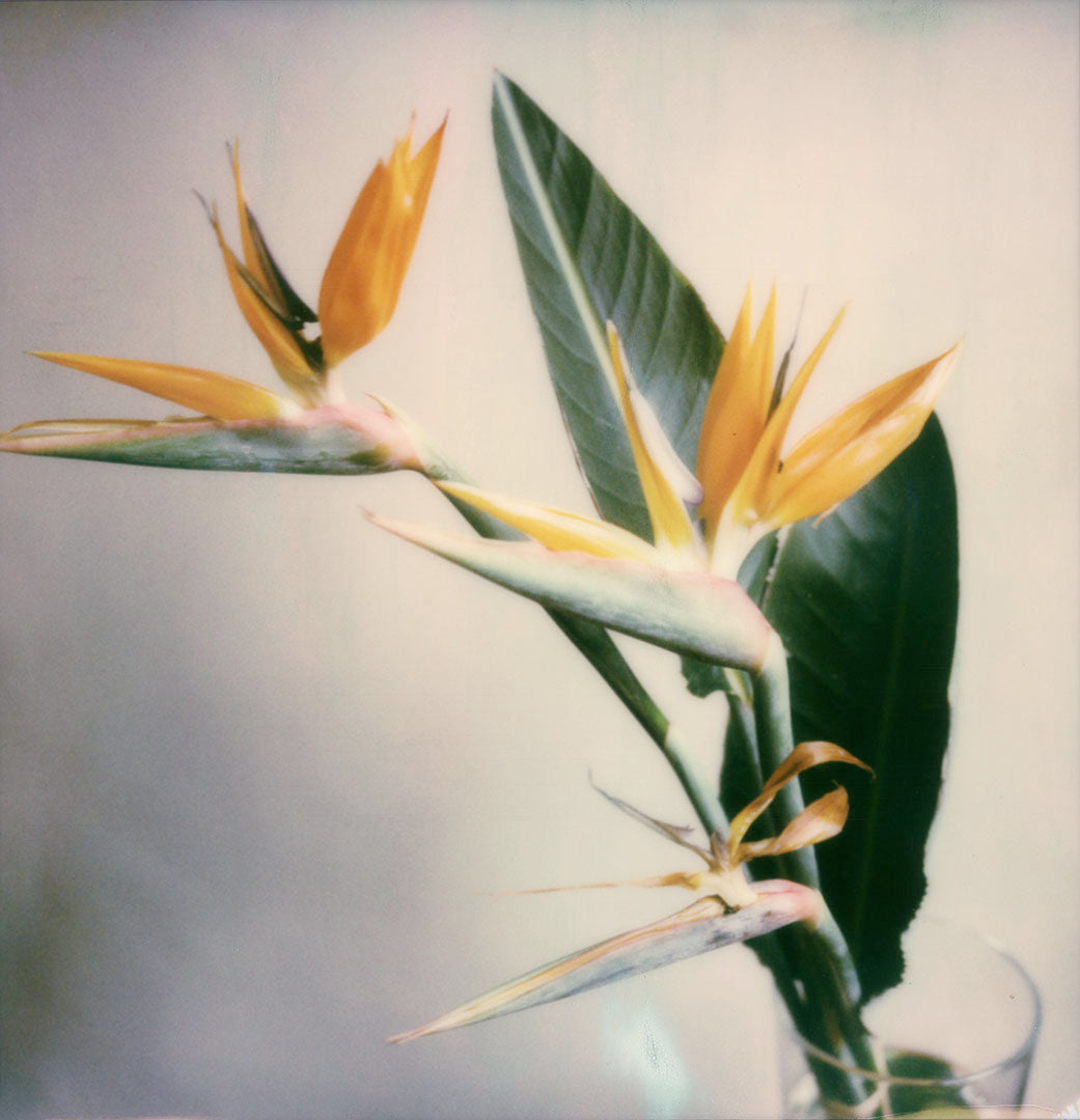 Polaroid oiseaux de paradis