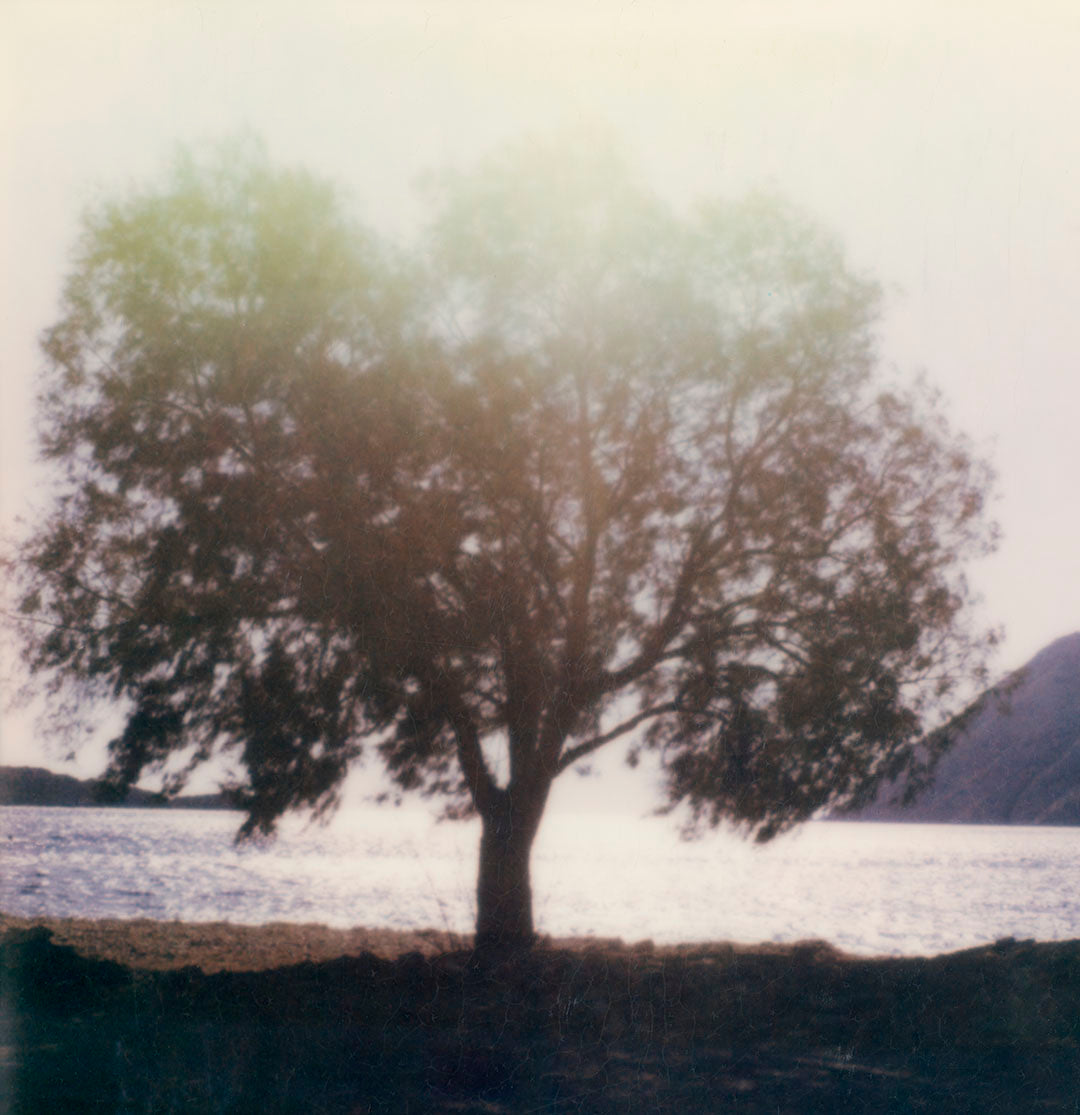 Polaroid arbre grèce patmos