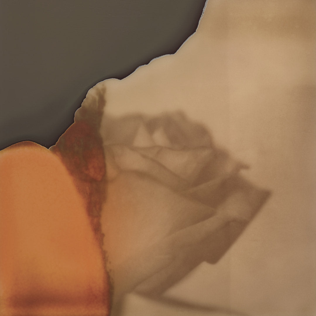 Polaroid rose fleur
