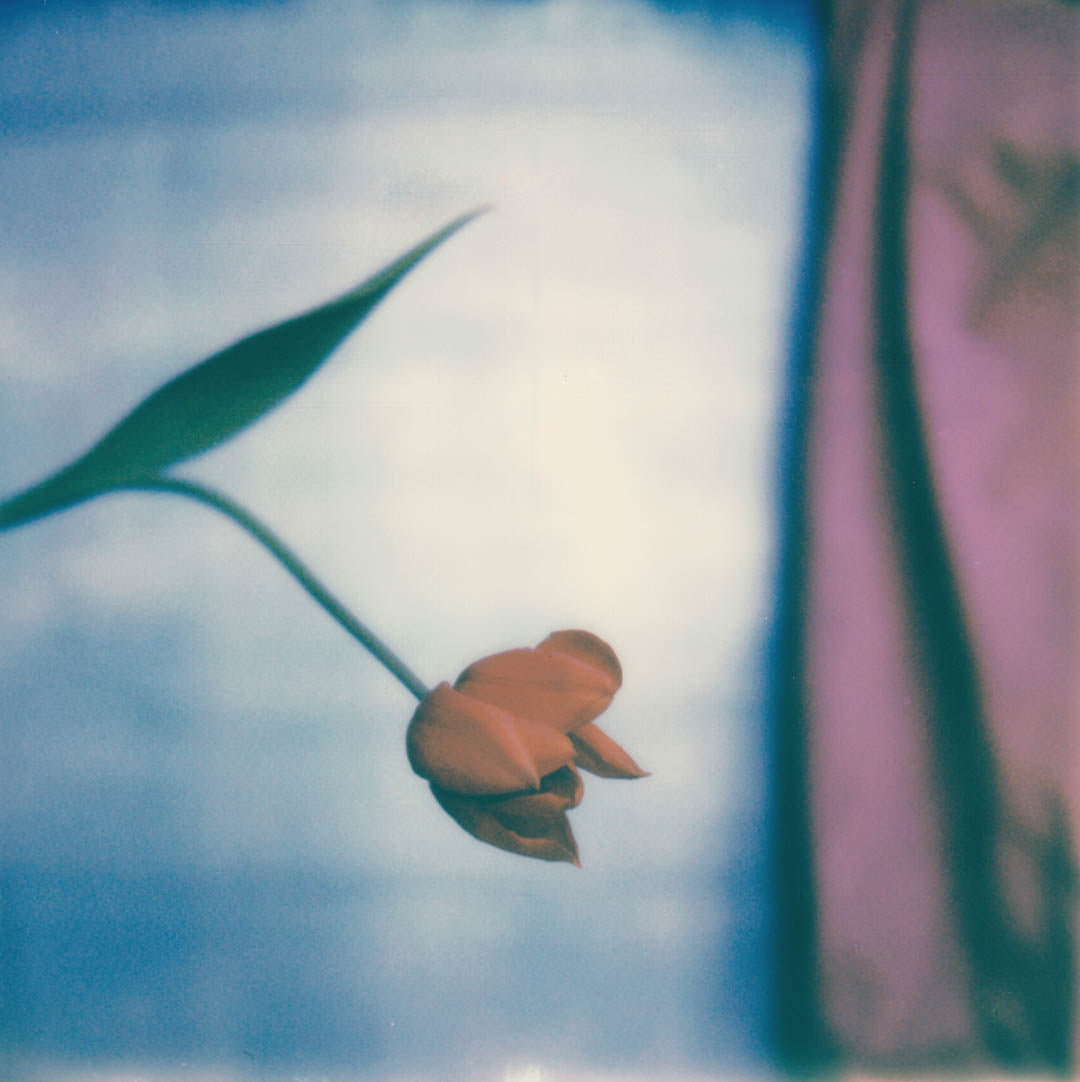 Polaroid fleur tulipe 