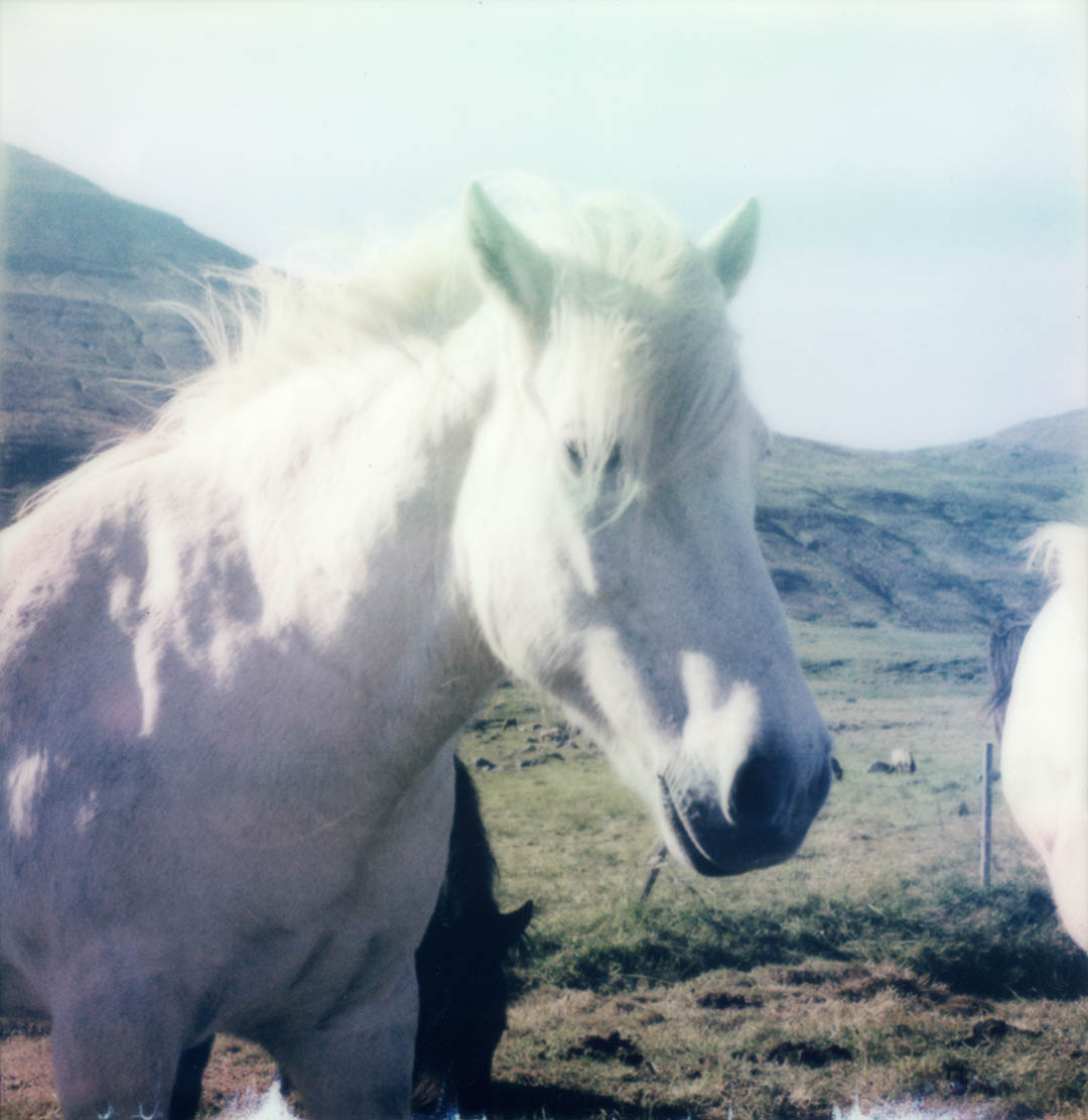 Polaroid Cheval Islande