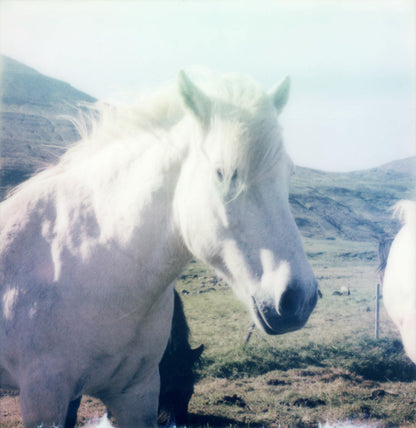 Polaroid Cheval Islande