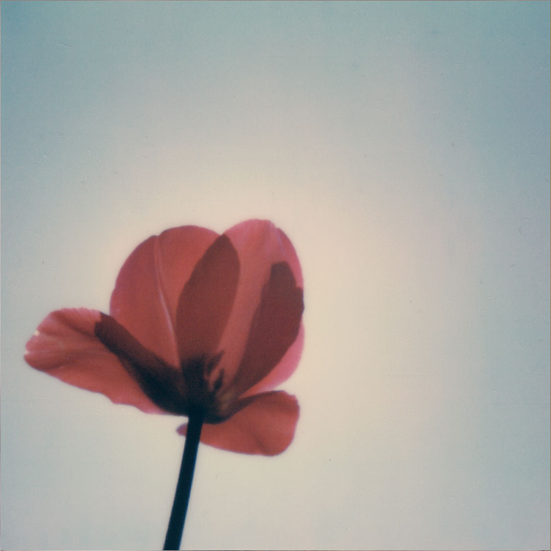 Polaroid tulipe fleur
